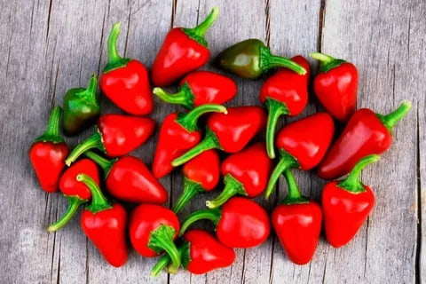 تصویر 1 از فلفل دلمه‌ ای ریز مخصوص ترشی و تزئین غذا